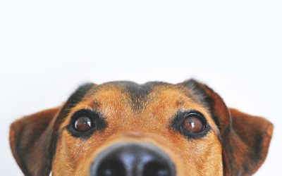 Bringing your pet to the Netherlands