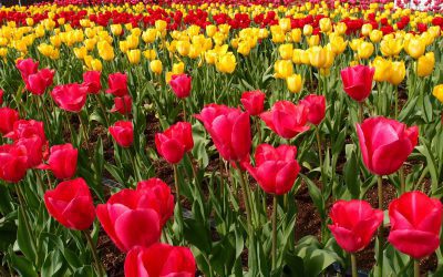 Typisch Nederlands: de tulp
